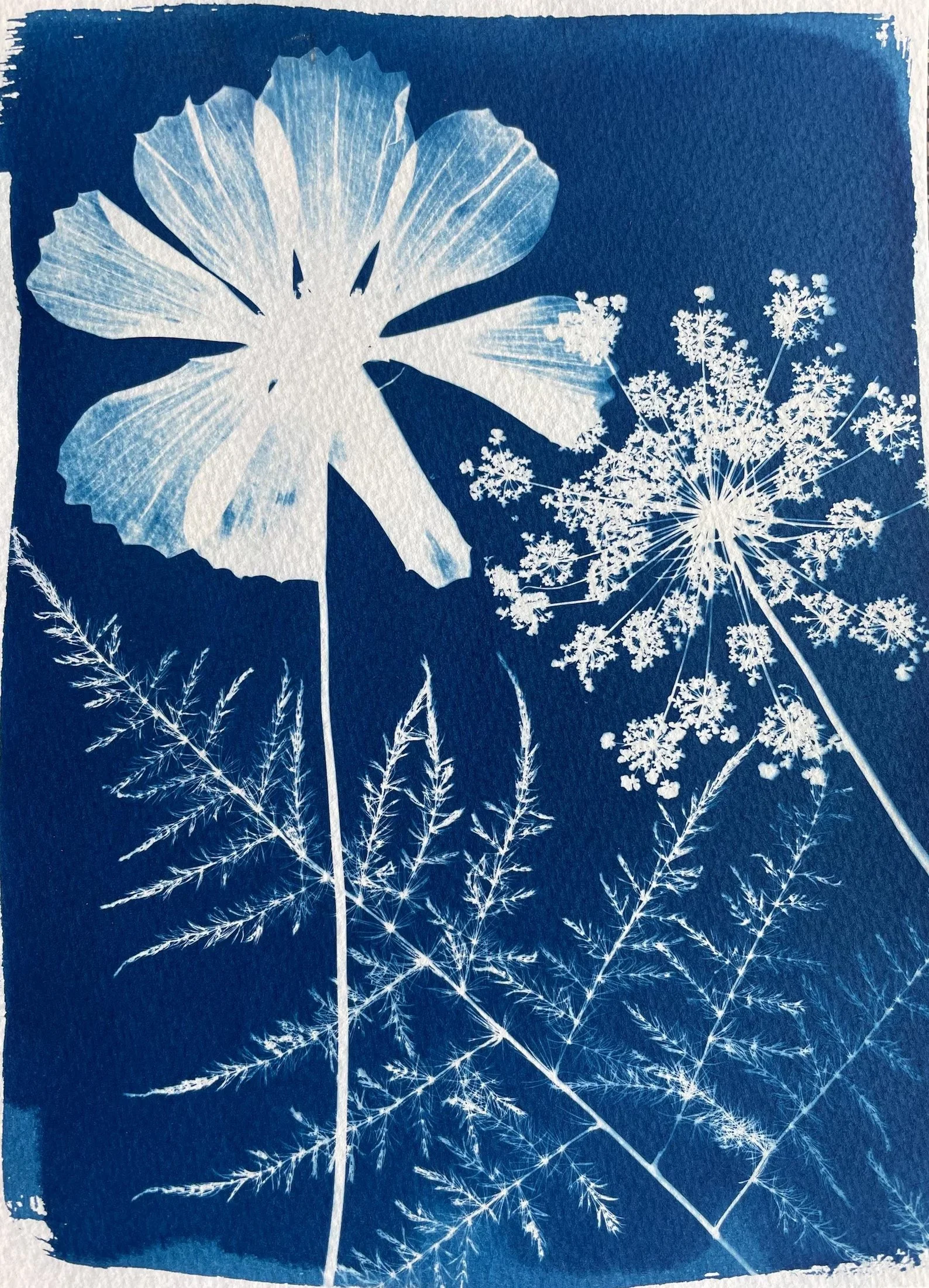 Cyanotype Printmaking: Vermont Botanicals