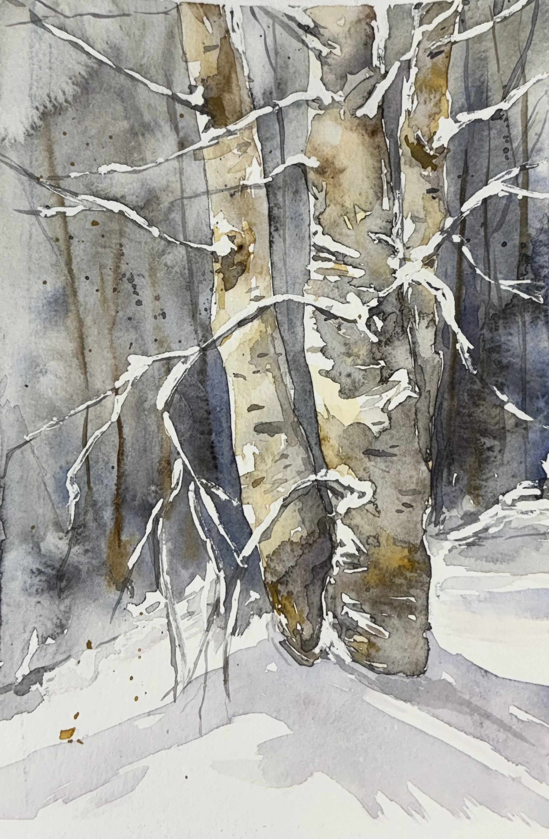 Frozen Beauty: Birch and Snow, Vermont - 6x8" - watercolor