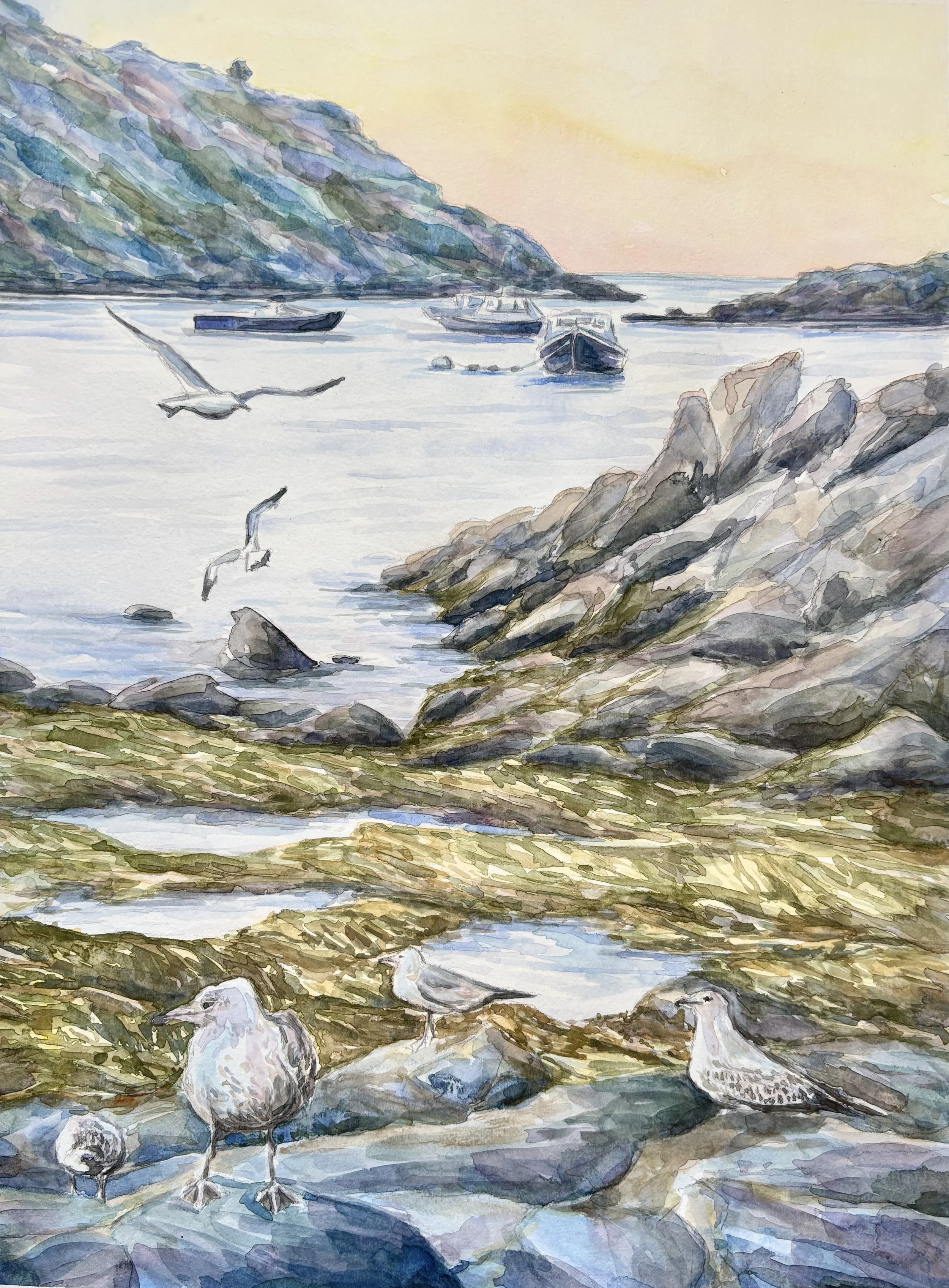 Gathering Gulls, Monhegan Island Maine - 11x15" - watercolor