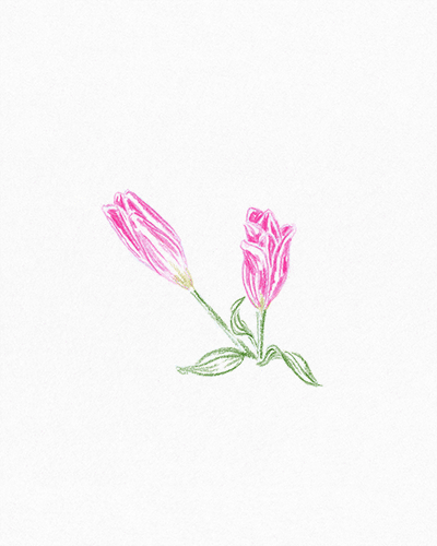 Hand drawn analog animated illustration of lily flower blooming