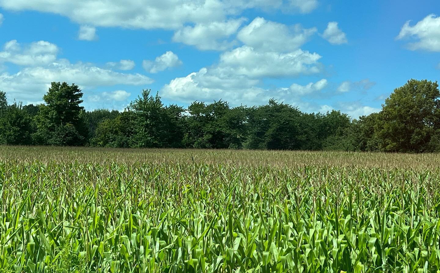 Millersburg Real Estate Phone Bid Auction

26.67 Acres available in 1,2 and 3 parcels or in it's entirety

Bare Land Real Estate Auction County Road 43, Millersburg, IN 46543

Phone bids accepted now until 4 pm on Monday, September 26, 2022. Starting