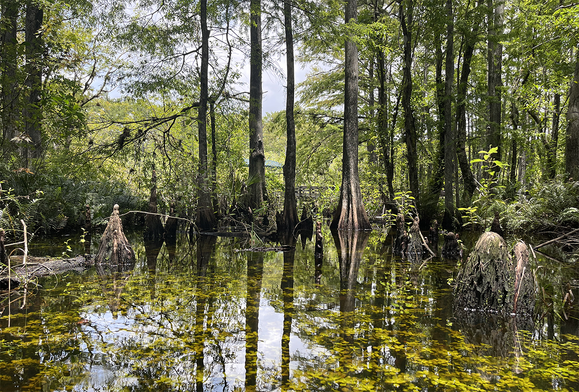 swamp.png