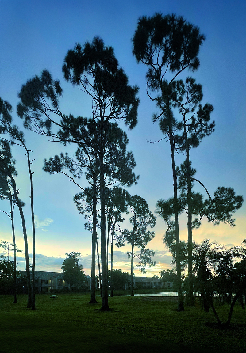 tall_palm_trees.png