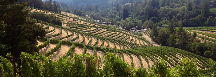 reveriewinery_banner (1 of 1).jpg