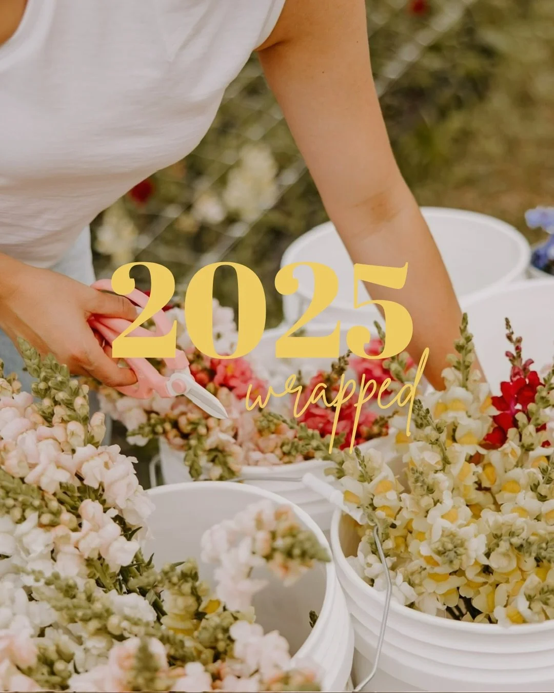 ✨ 2025 in Bloom! ✨
What a year at the farm! 🌸

We are so grateful for every single person who stopped by, made a bouquet, or just enjoyed the flowers with us. 💛

🌱 Looking ahead to 2026:
More u-picks, more flowers, more fun&mdash;and always learni
