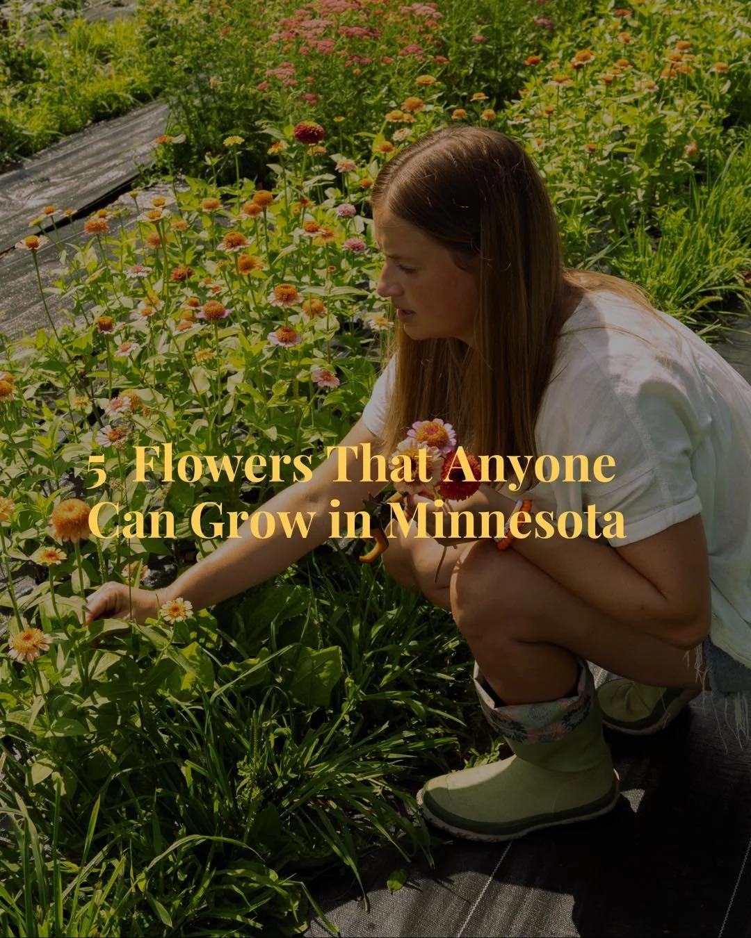 Have you ever wanted a flower garden that actually thrives? You don&rsquo;t need a green thumb, just the right flowers! 🌼

These 5 blooms are beginner-friendly, beautiful, and perfect for Minnesota gardens. 🌞💐

Whether you&rsquo;re a fellow flower