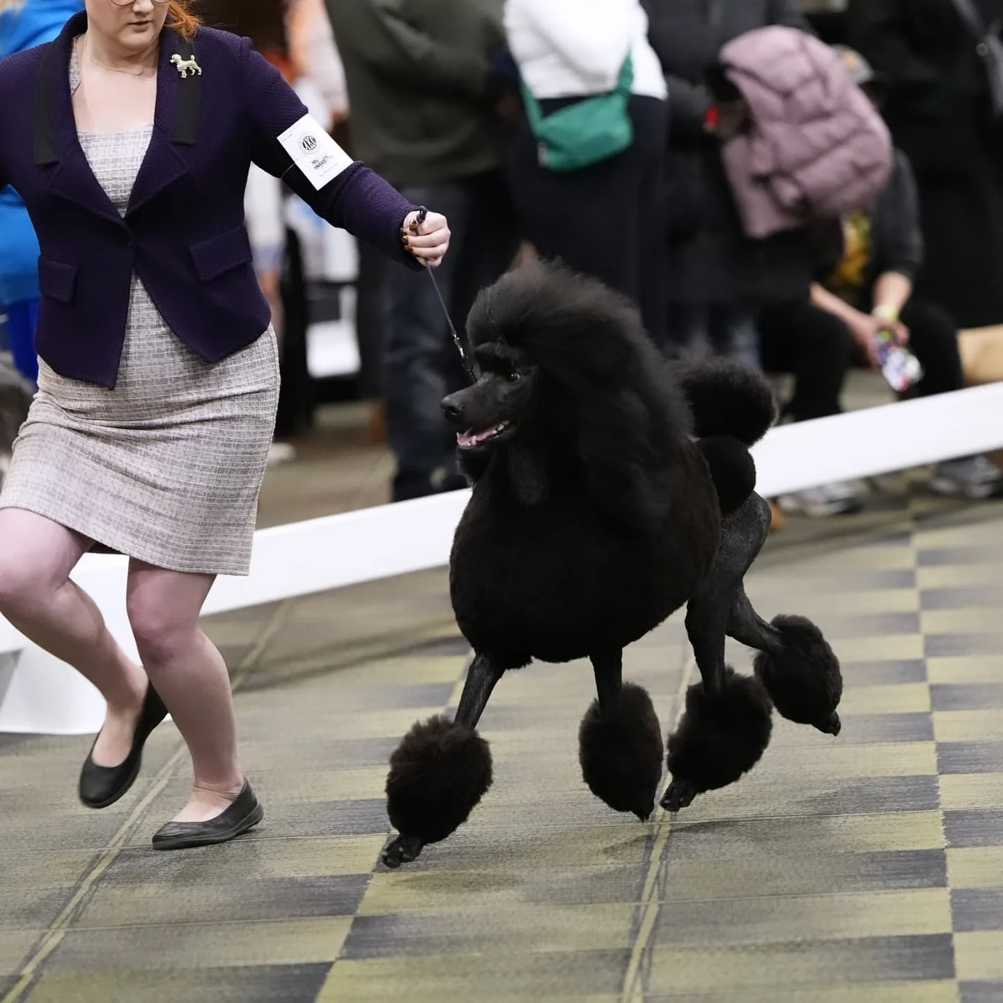 Had some fun and got much needed practice last weekend at the @greatamericandogshow . No love for Z, but we'll hopefully do better next time to finish off his Championship.