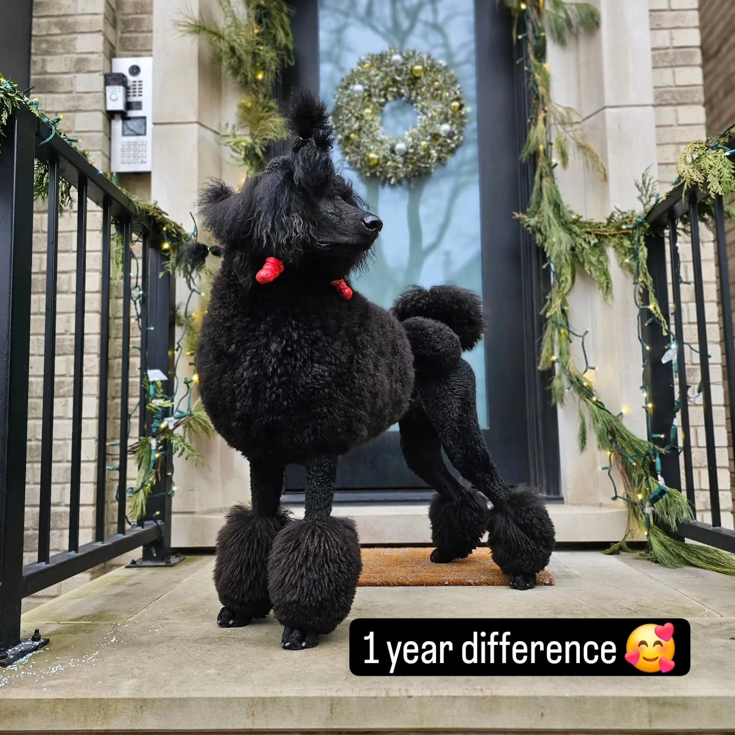 And many many more to go 🥰🐩🎄