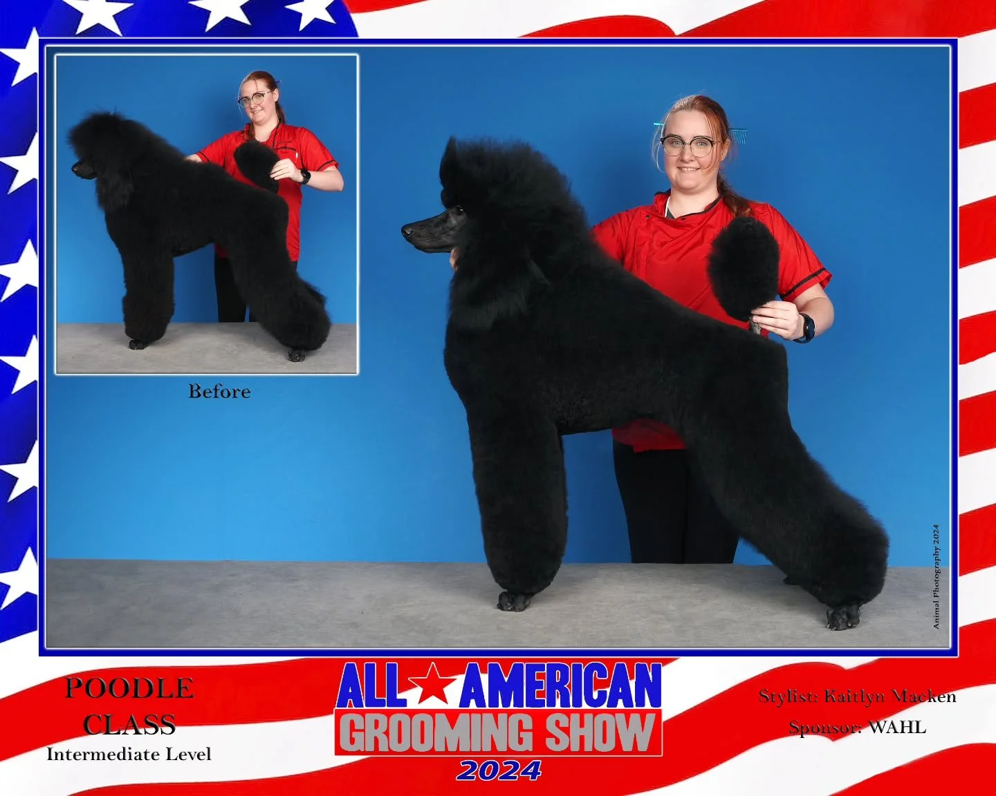 Had to get an official photo for Z's first competition, first of many to come!  This was his final puppy cut, and I'm so proud of him and myself for how it came out. I can tell he's tired in the after 😂 

Thanks to Ren Netherland for the awesome pho