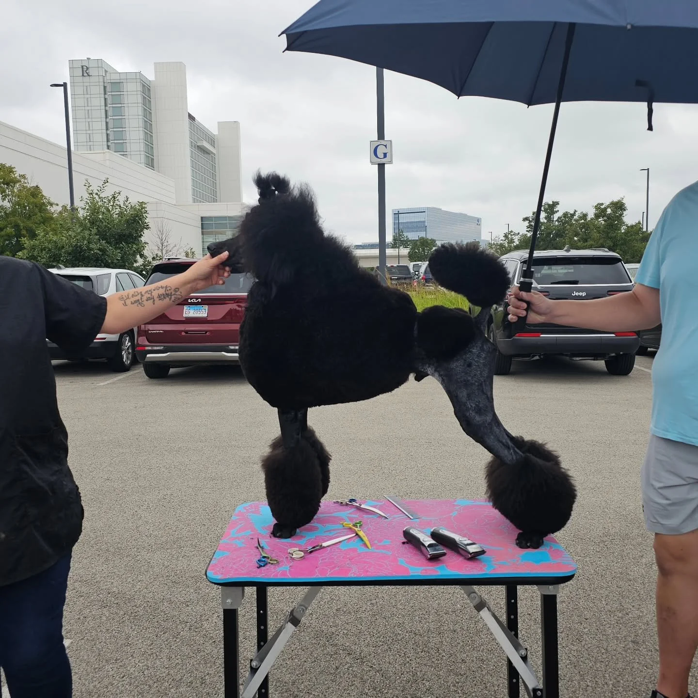 And then suddenly he isn't a puppy anymore 😭 Decided to just cut him into his Conti in the parking lot at All American. Why not?! 

✨💜Tarquin's Touch of Nightshade at Wyldcard💜✨