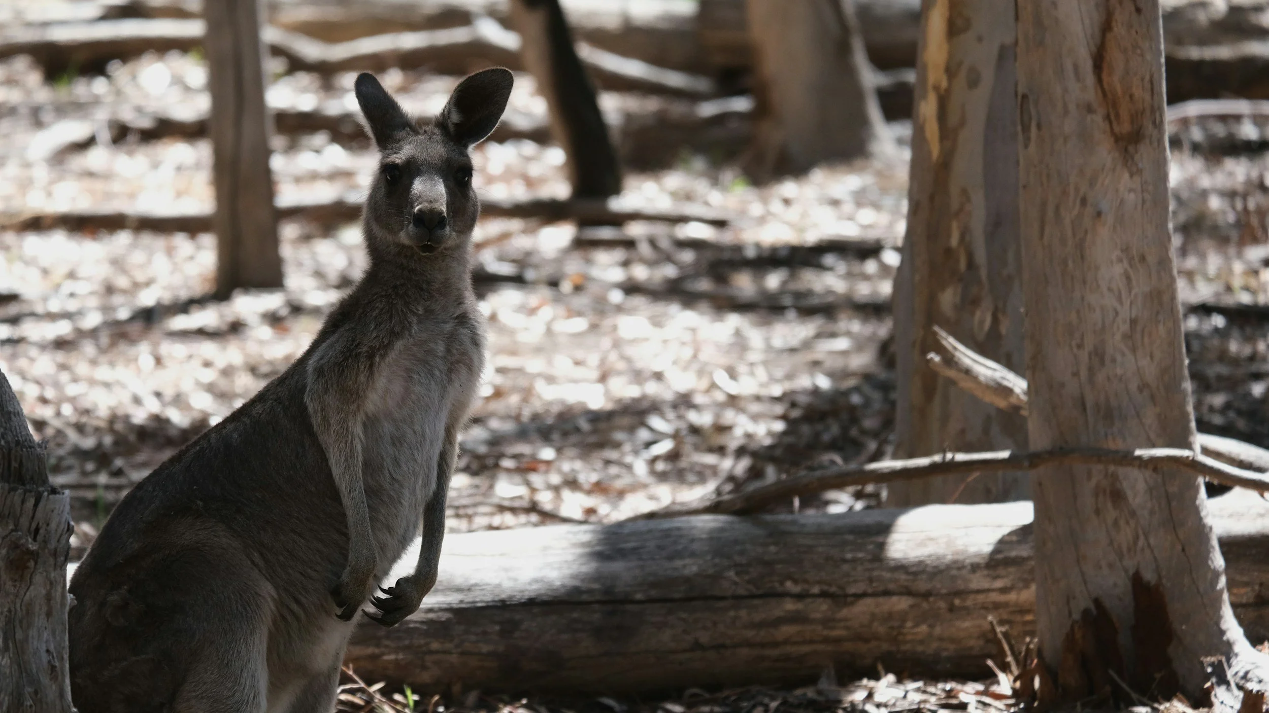 Understanding Shareholder Agreements in Australia