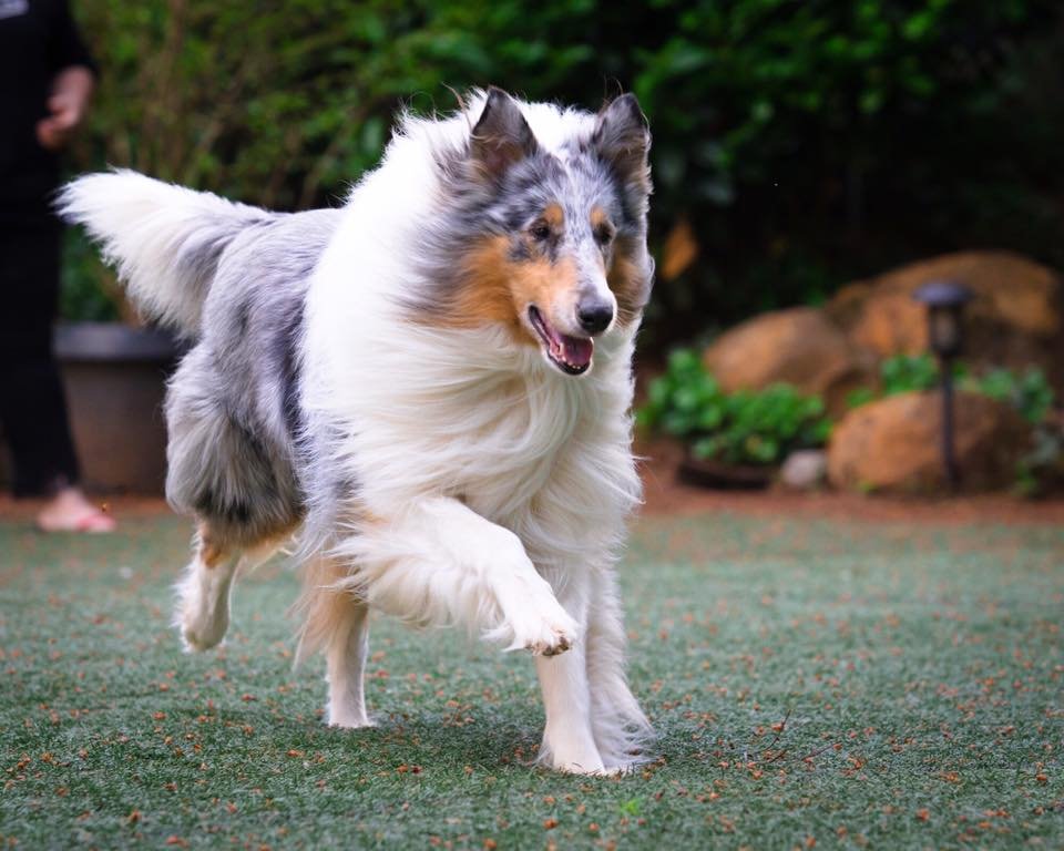 Ollie 00.jpg