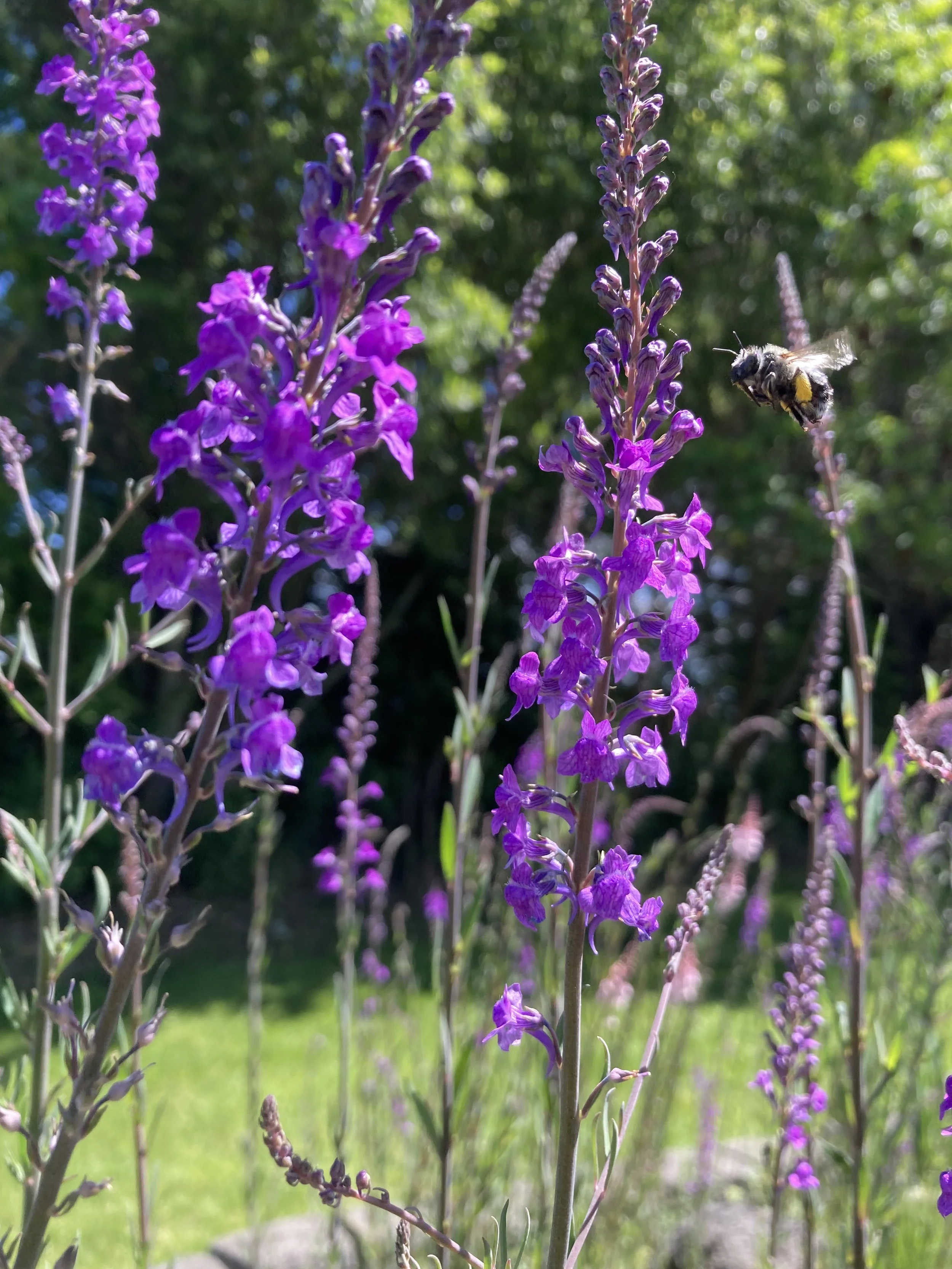 IMG_9522.jpeg