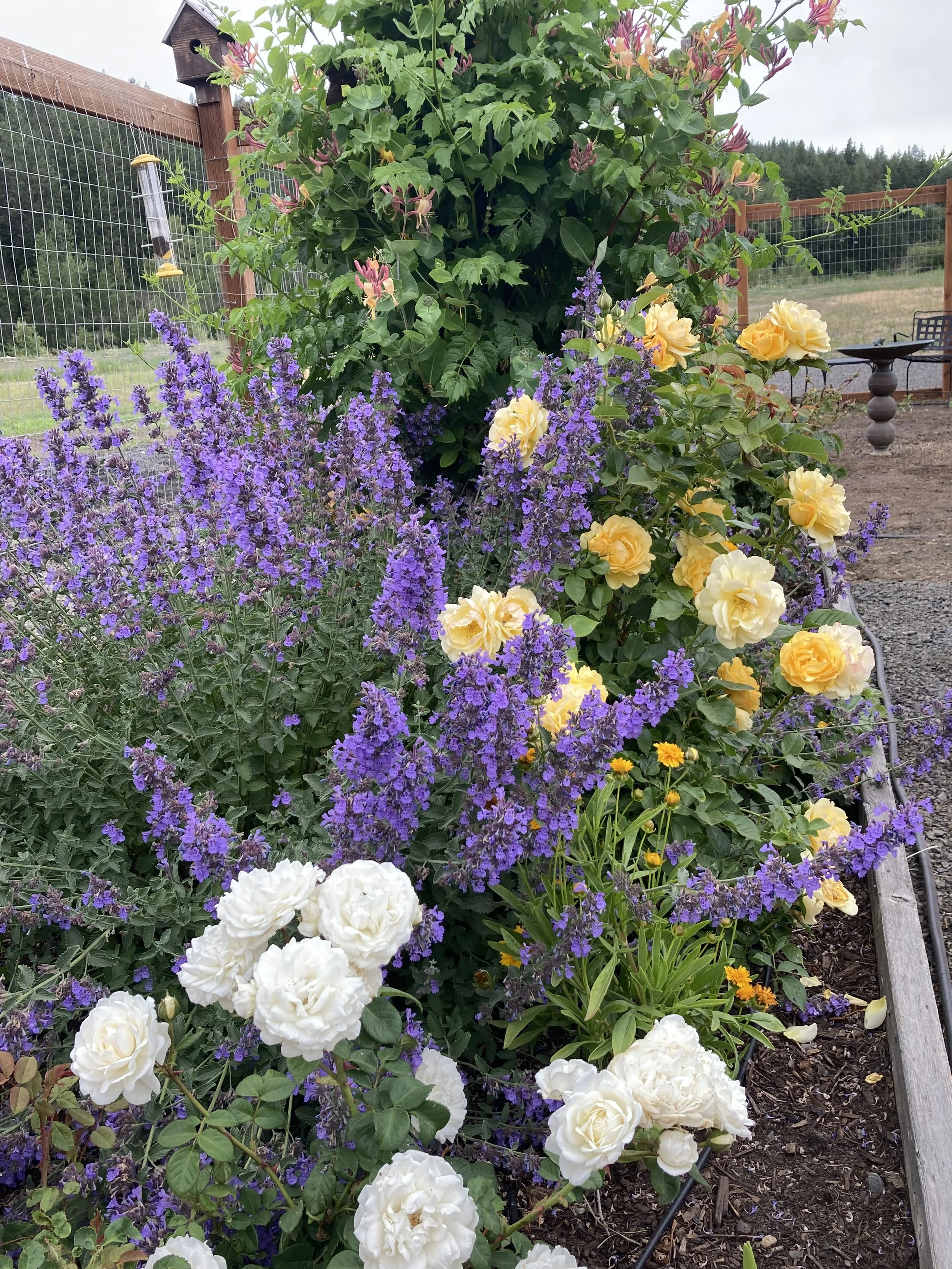 IMG_9575.jpeg