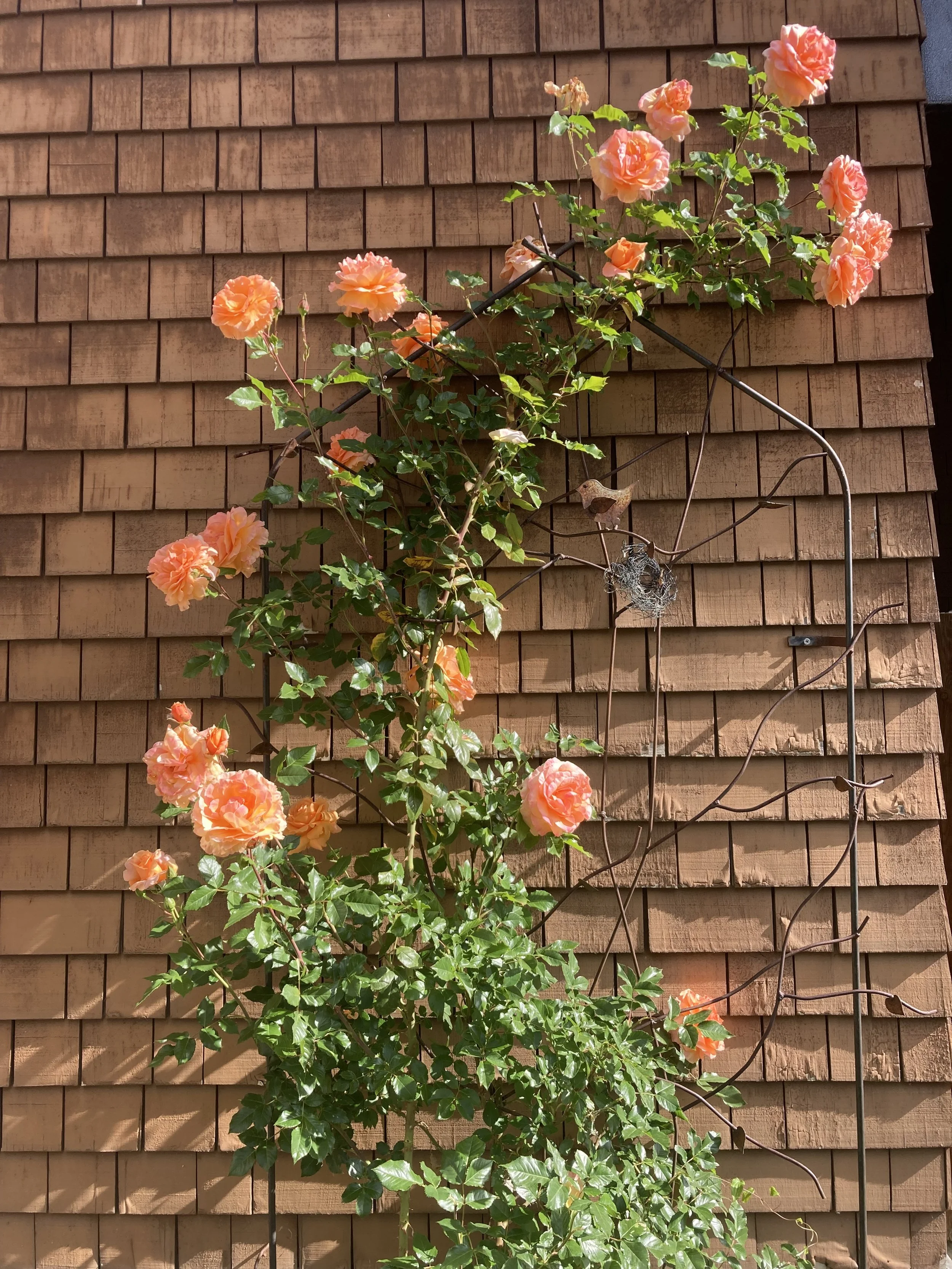 IMG_9485.jpeg