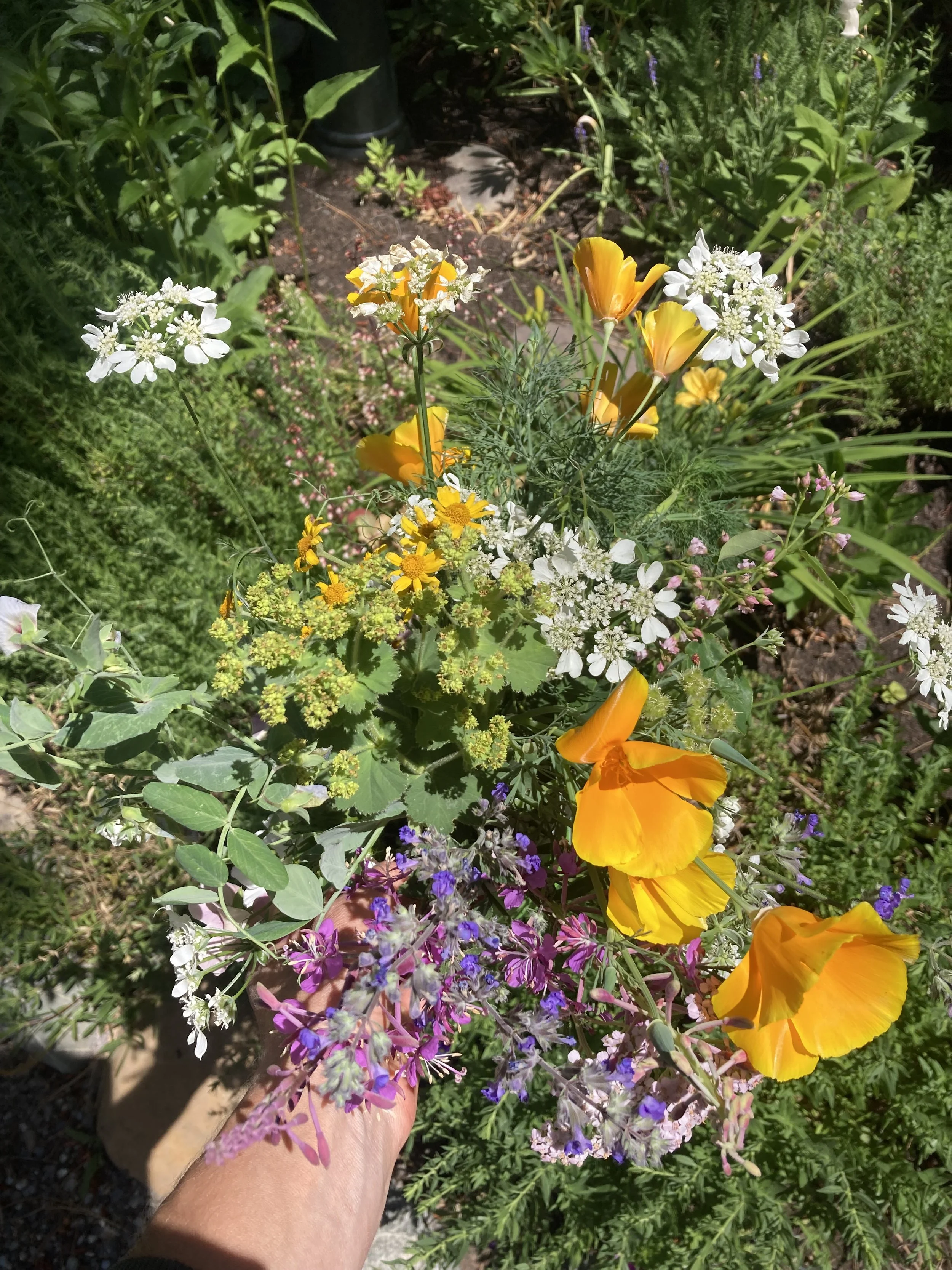 IMG_9560.jpeg
