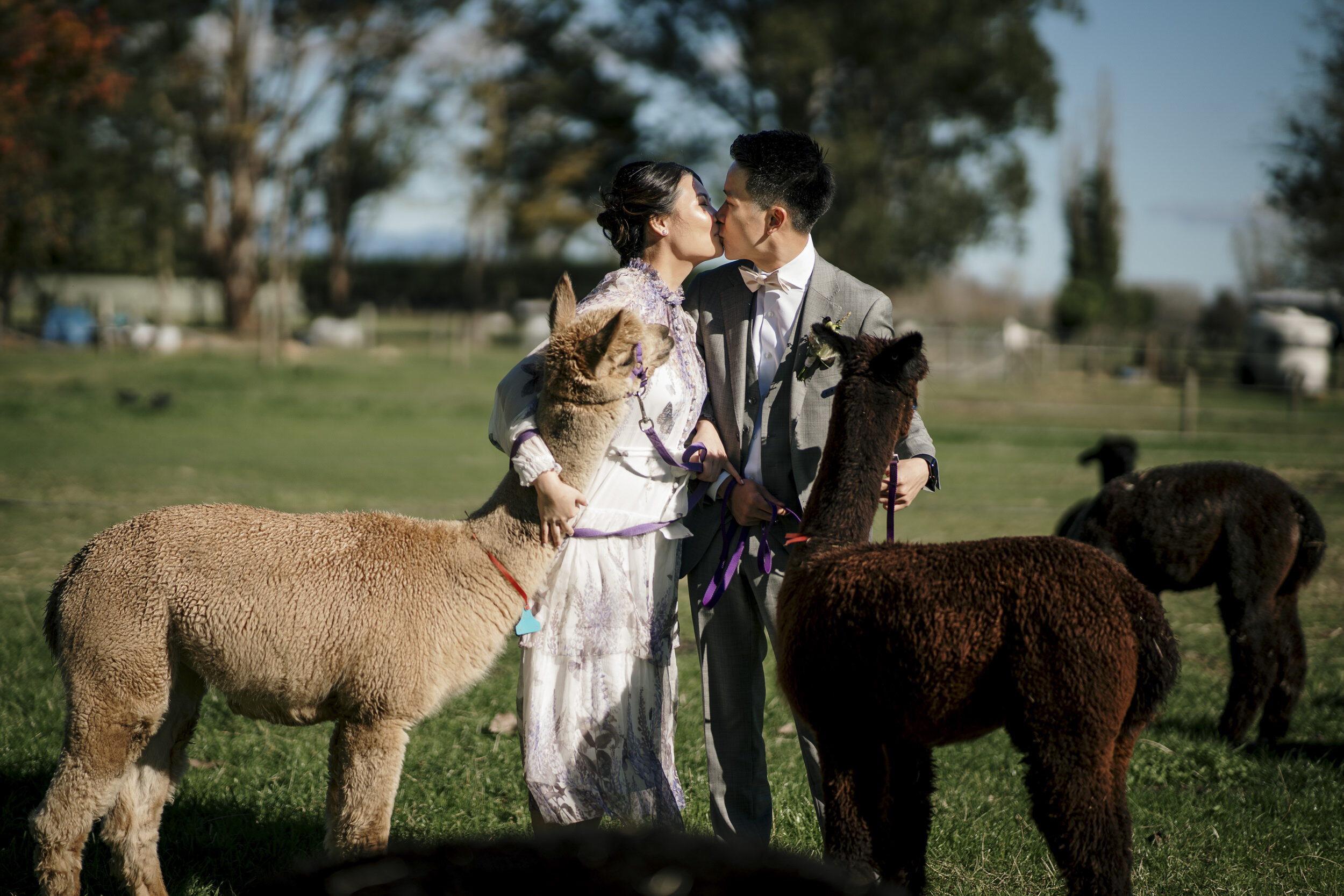Auckland Wedding Photographer | Auckland Wedding Videographer | Cornerstone Alpeca Wedding | Hamilton Photographer | Hamilton Wedding Venue 