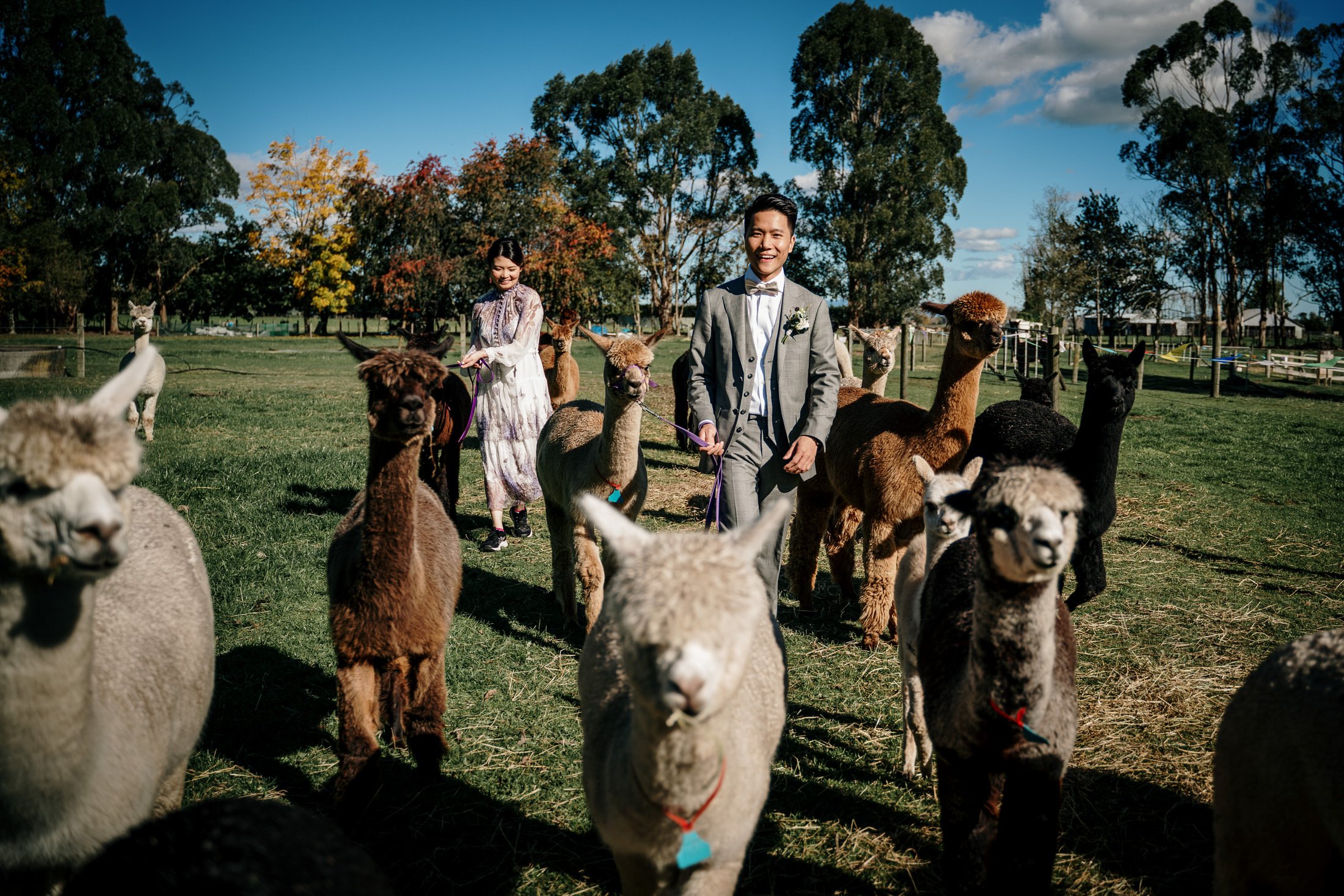 Auckland Wedding Photographer &amp; Videographer | Cornerstone Alpeca | Waikato Wedding Venue | Alpaca Wedding | Unique Wedding Ideas