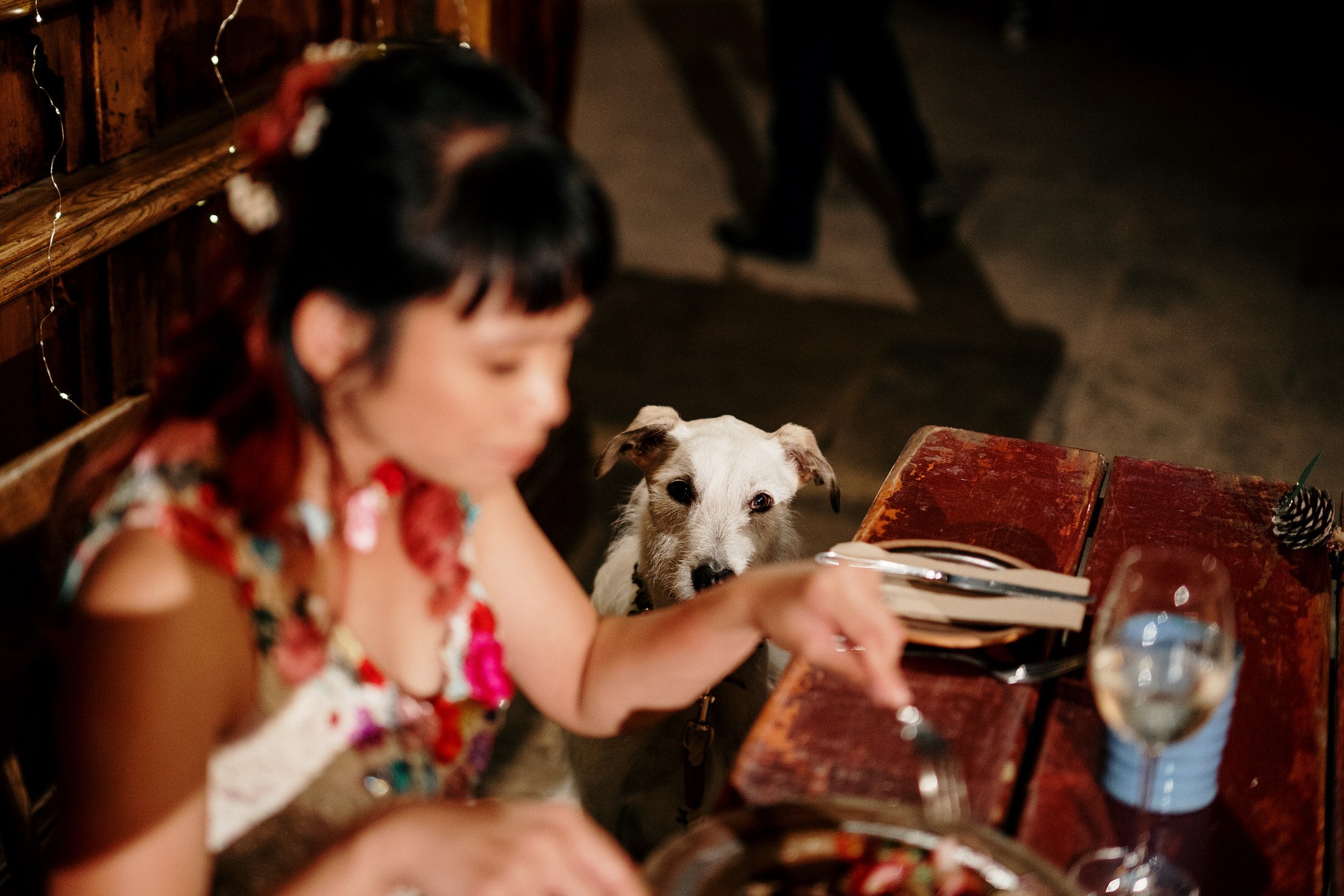 hobbiton-wedding-matamata-cambridge-venue-auckland-photographer-videographer-lord-of-the-rings-house-with-no-nails-dog-weddings (84).JPG