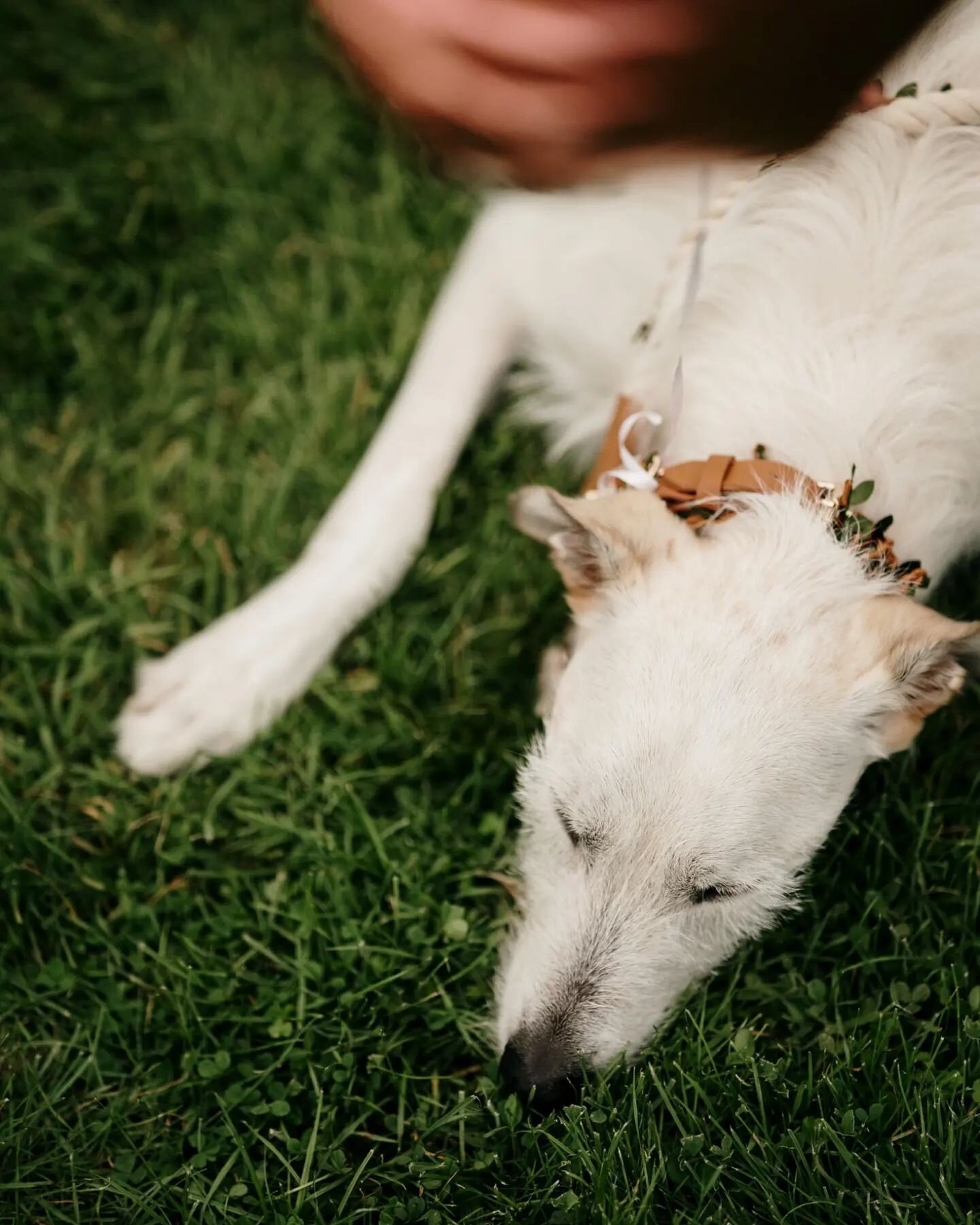 THE DAY MY HUMANS GOT MARRIED!!! (Despite picture 8, I'm still a good boy 🐶）-Theo