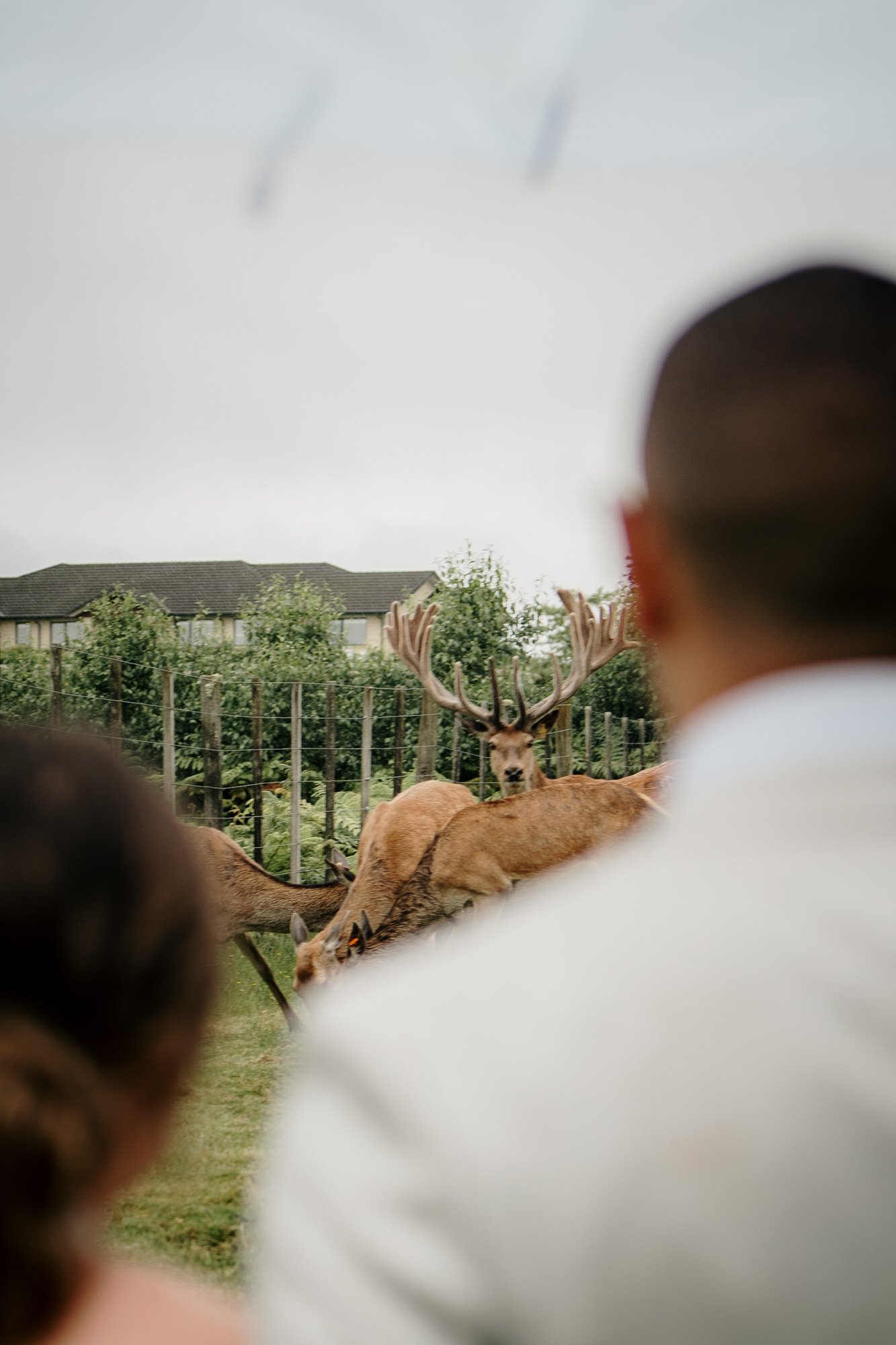 auckland-wedding-venue-deer-valley-farm-photographer-videographer-photography-dear-white-productions-top-south-rain-photography-videography-award-winning (114).jpg
