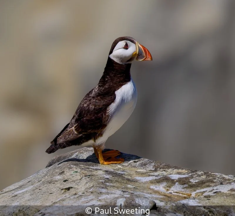 Open_Paul Sweeting_001_8.5.jpg