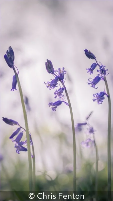 Winner_Chris Fenton_Bluebells_3.jpg