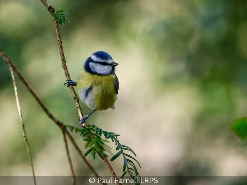 Open_Paul Earnell_001_8.5.jpg