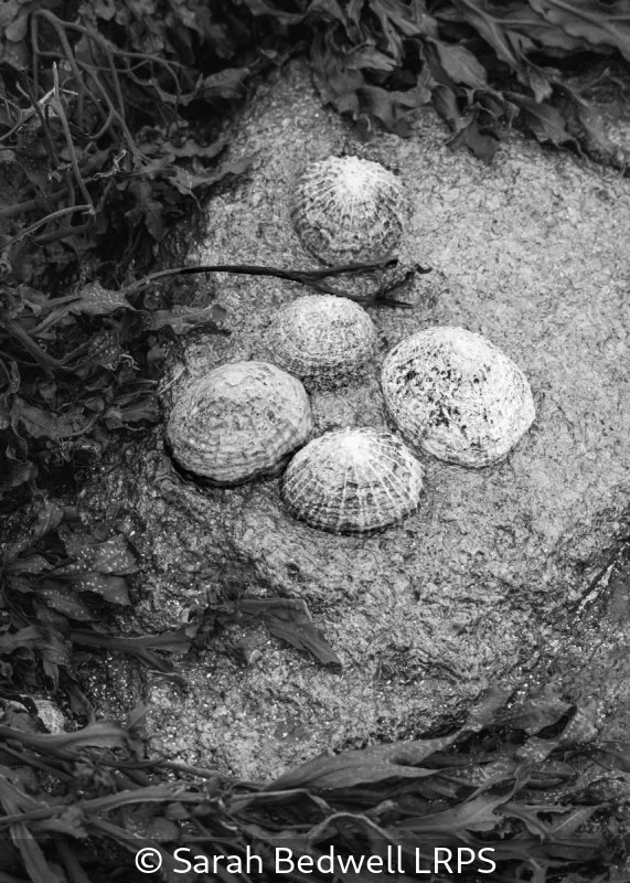 Advanced_Sarah Bedwell_002_8.jpg