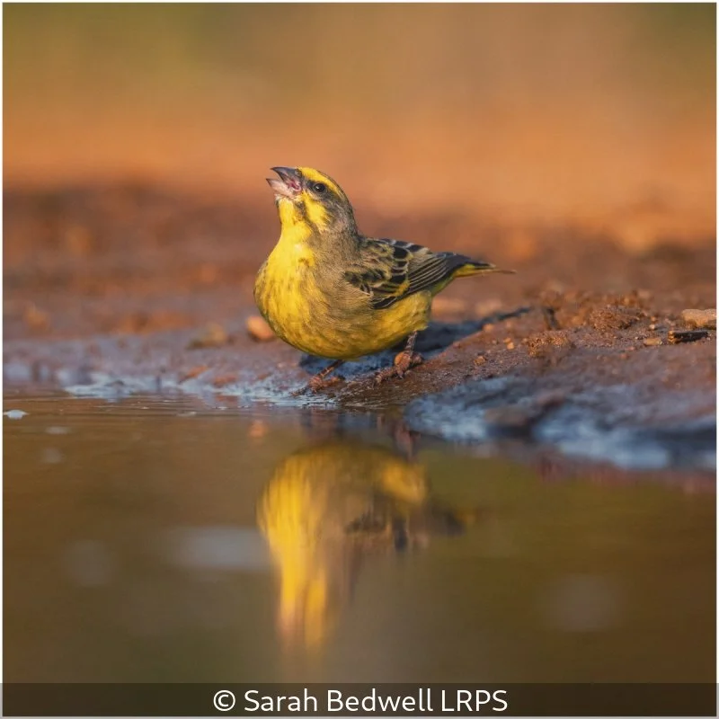 Advanced_Sarah Bedwell_Singing Canary_9.jpg