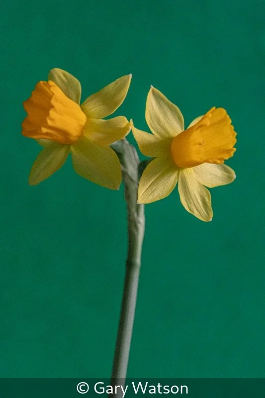 Gary Watson_Daffodils in Warhol Homage_3.jpg