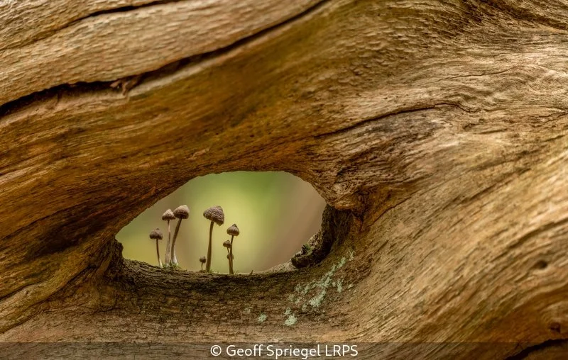 Advanced_Geoff Spriegel_001_Highly Commended.jpg