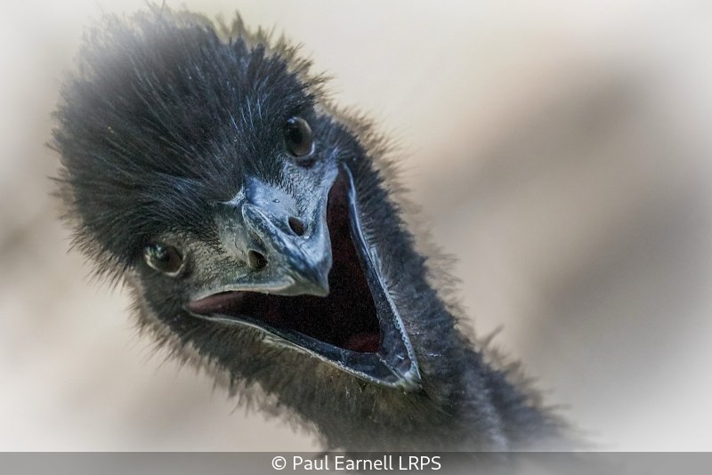 Advanced_Paul Earnell_002_7.jpg