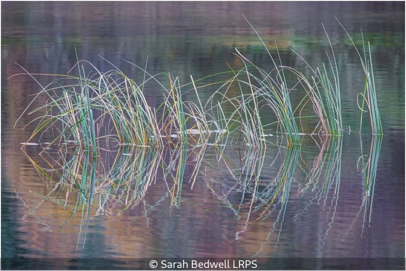 Advanced_Sarah Bedwell_002_8.jpg