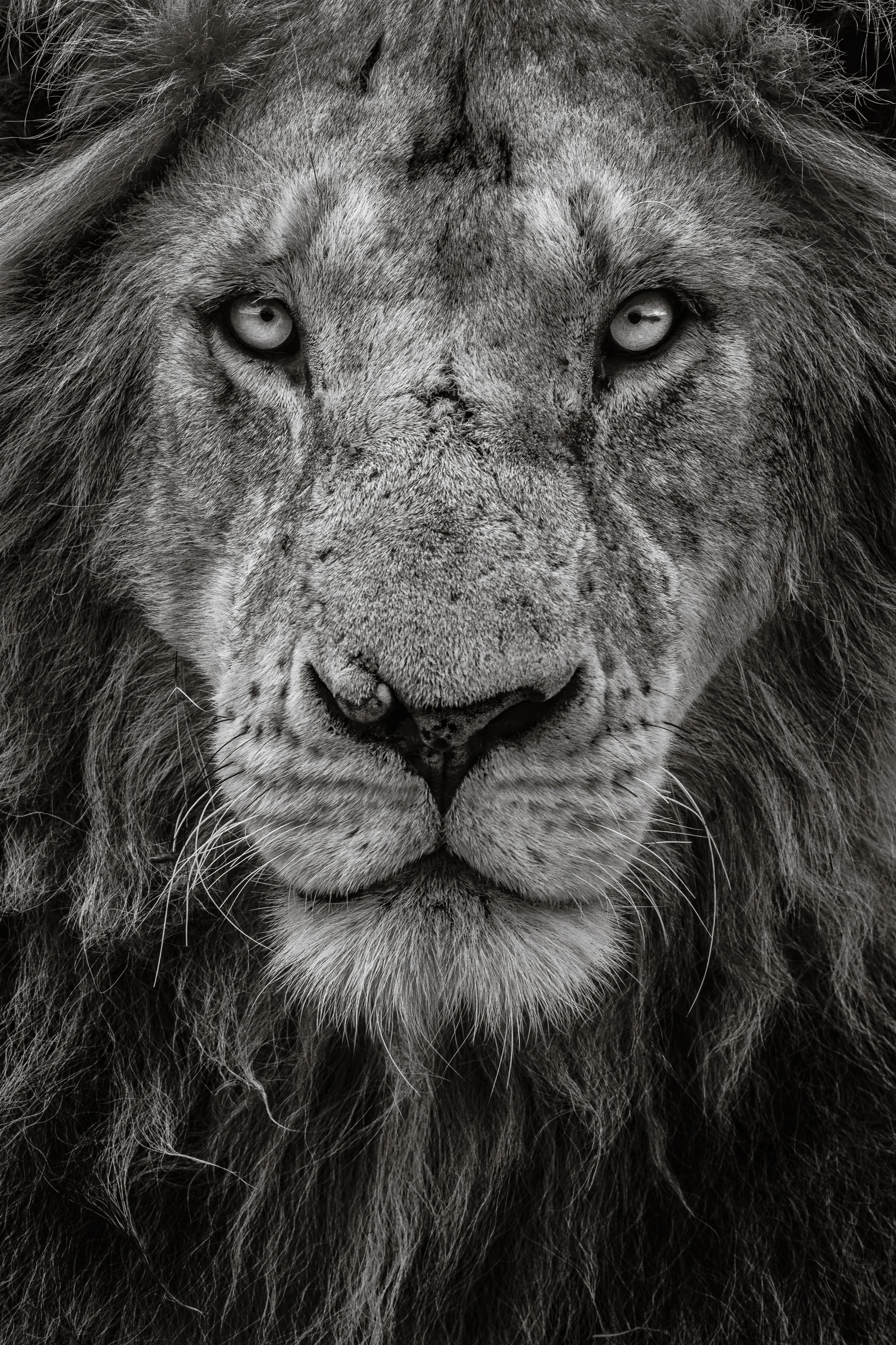 The Greater Picture (Wildlife) at St Mary’s with Tom Way