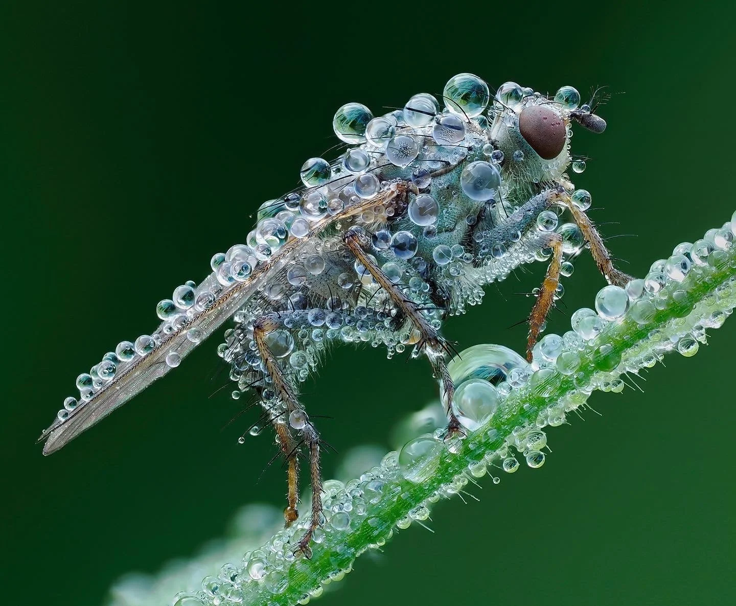 Macro Photography Techniques at St Mary's with Andy Sands APAGB