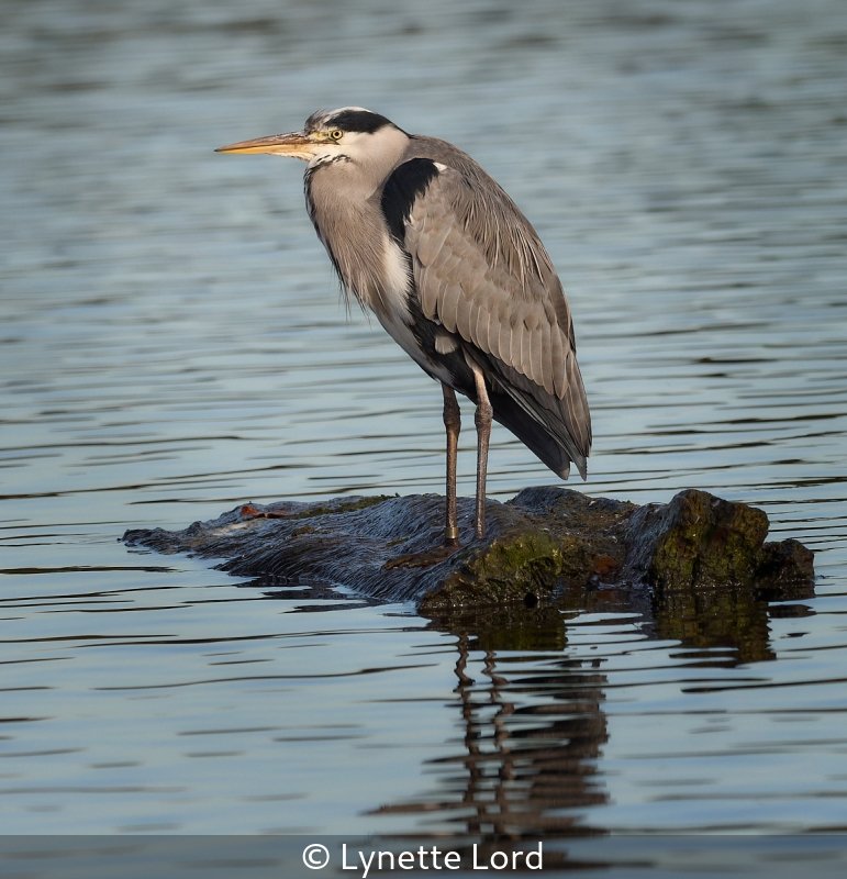 Open_Lynette Lord_002_8.5.jpg