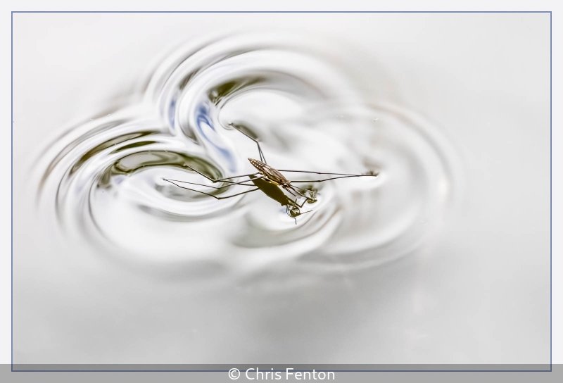 Advanced_Chris Fenton_Water Boatman_10.jpg