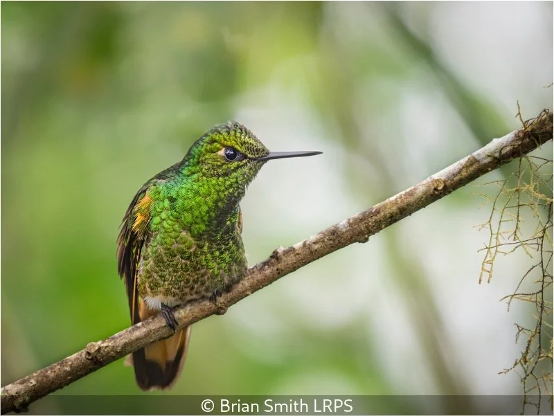Open_Brian Smith_Buff-tailed Coronet, Ecuador_10.jpg