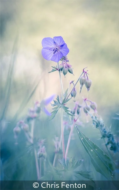 Advanced_Chris Fenton_Meadow Cranesbill_First.jpg