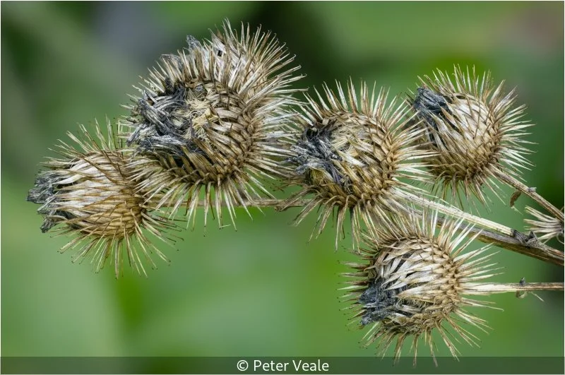 Open_Peter Veale_002_9.jpg