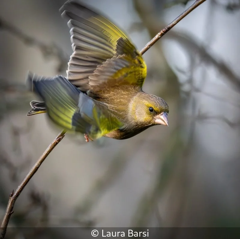 Intermediate_Laura Barsi_Leaving the Stick_10.jpg