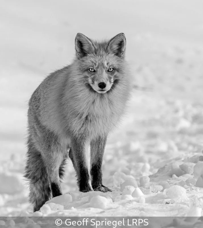 Advanced_Geoff Spriegel_EYE TO EYE - SIBERIAN FOX_10.jpg