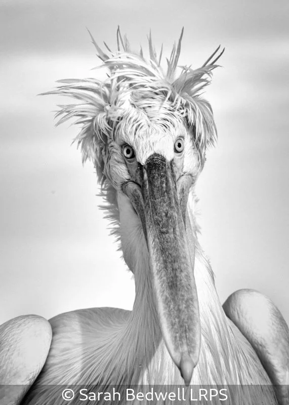 Advanced_Sarah Bedwell_Bad Hair Day_10.jpg