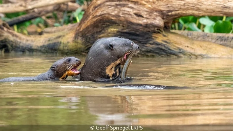 Advanced_Geoff Spriegel_002_8.5.jpg