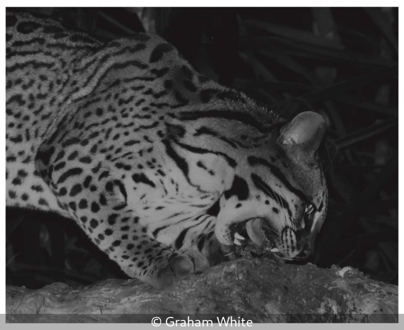 Advanced_Graham White_001_8.jpg