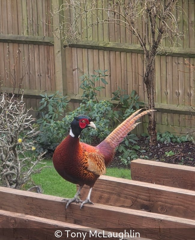 Open_Tony McLaughlin_001_7.5.jpg