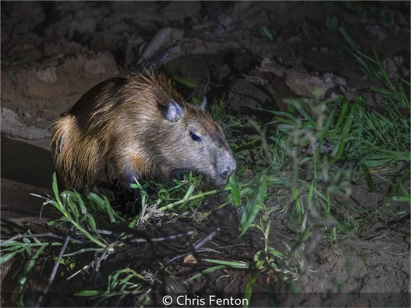 Open_Chris Fenton_001_7.5.jpg