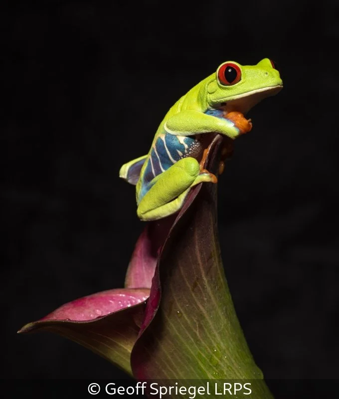 Advanced_Geoff Spriegel_001_9.5.jpg