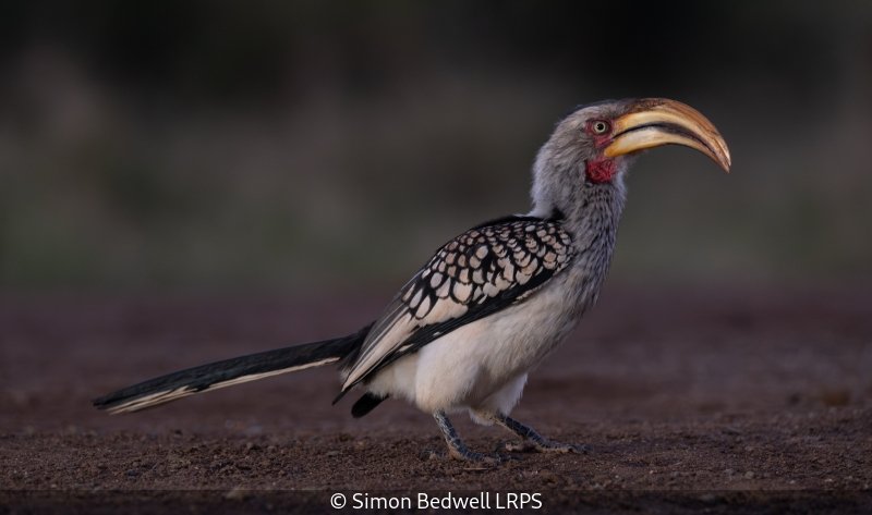 Open_Simon Bedwell_002_9.5.jpg